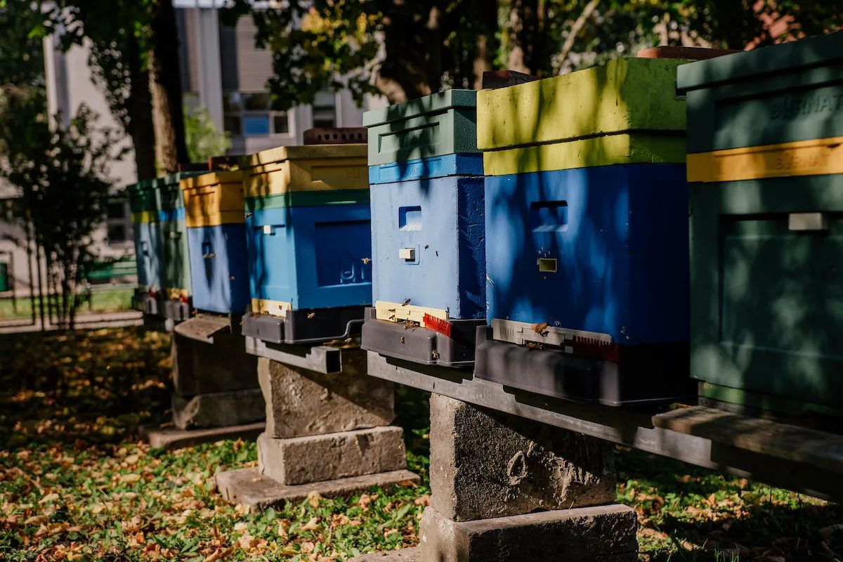 15 uli przy domu seniora w Łodzi. Miód trafi do kuchni – zdjęcie 4