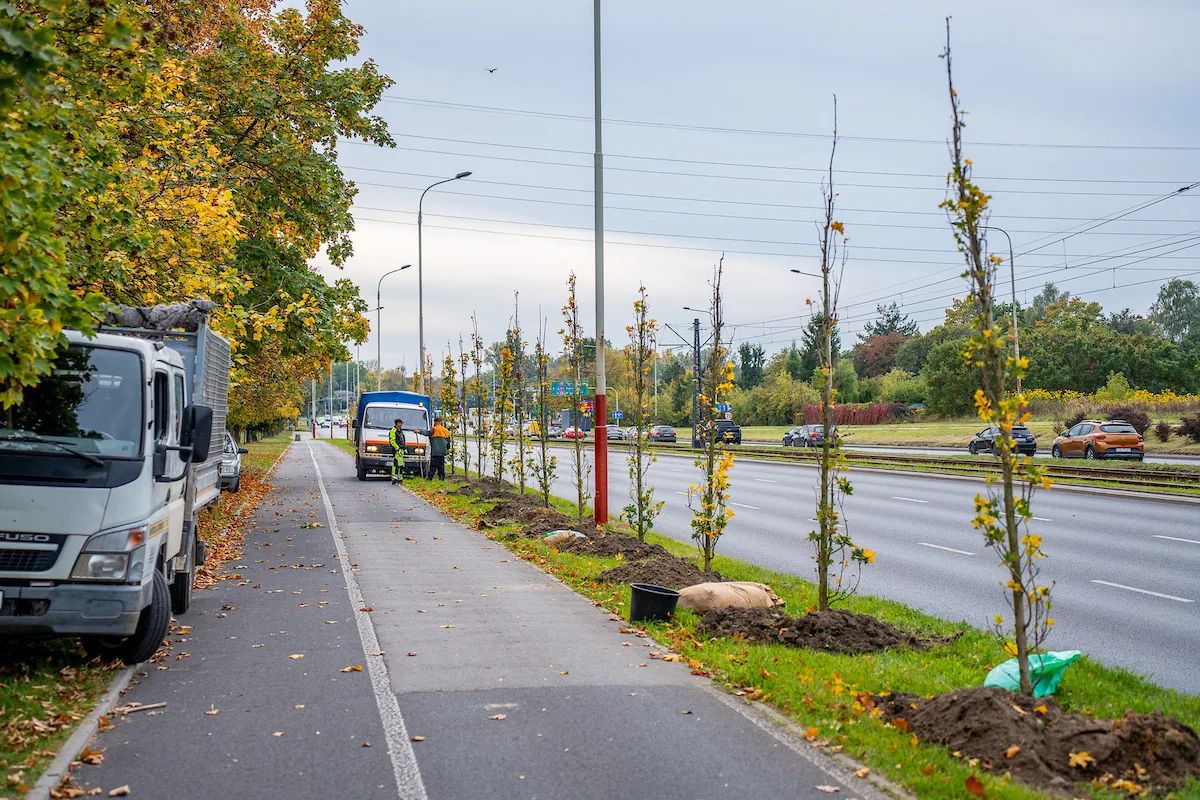 120 nowych drzew na Włókniarzy. Znamy cały odcinek nasadzeń – zdjęcie 2