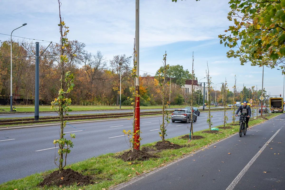 120 nowych drzew na Włókniarzy. Znamy cały odcinek nasadzeń – zdjęcie 3