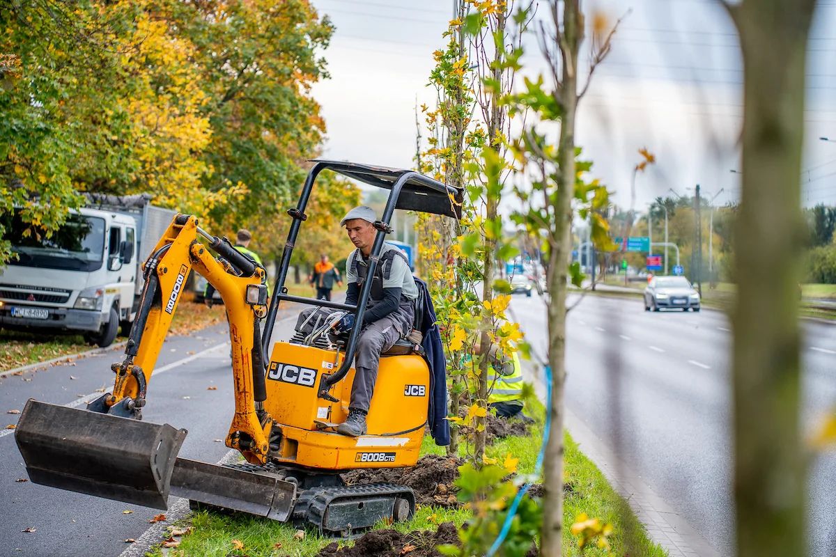 120 nowych drzew na Włókniarzy. Znamy cały odcinek nasadzeń – zdjęcie 4