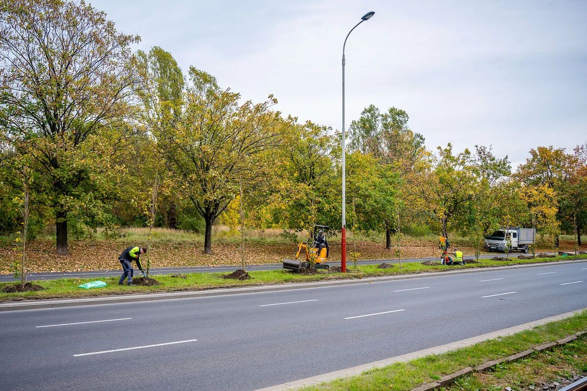 120 nowych drzew na Włókniarzy. Znamy cały odcinek nasadzeń – zdjęcie 6