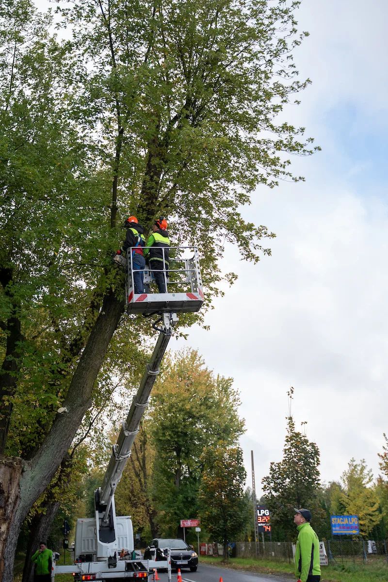 85 klonów na Trakcie Strykowskim do pielęgnacji. Ruszają prace – zdjęcie 2