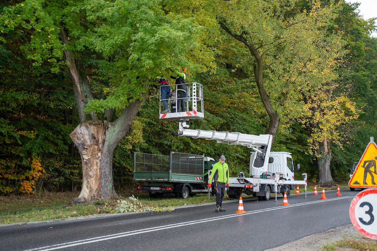 85 klonów na Trakcie Strykowskim do pielęgnacji. Ruszają prace – zdjęcie 3