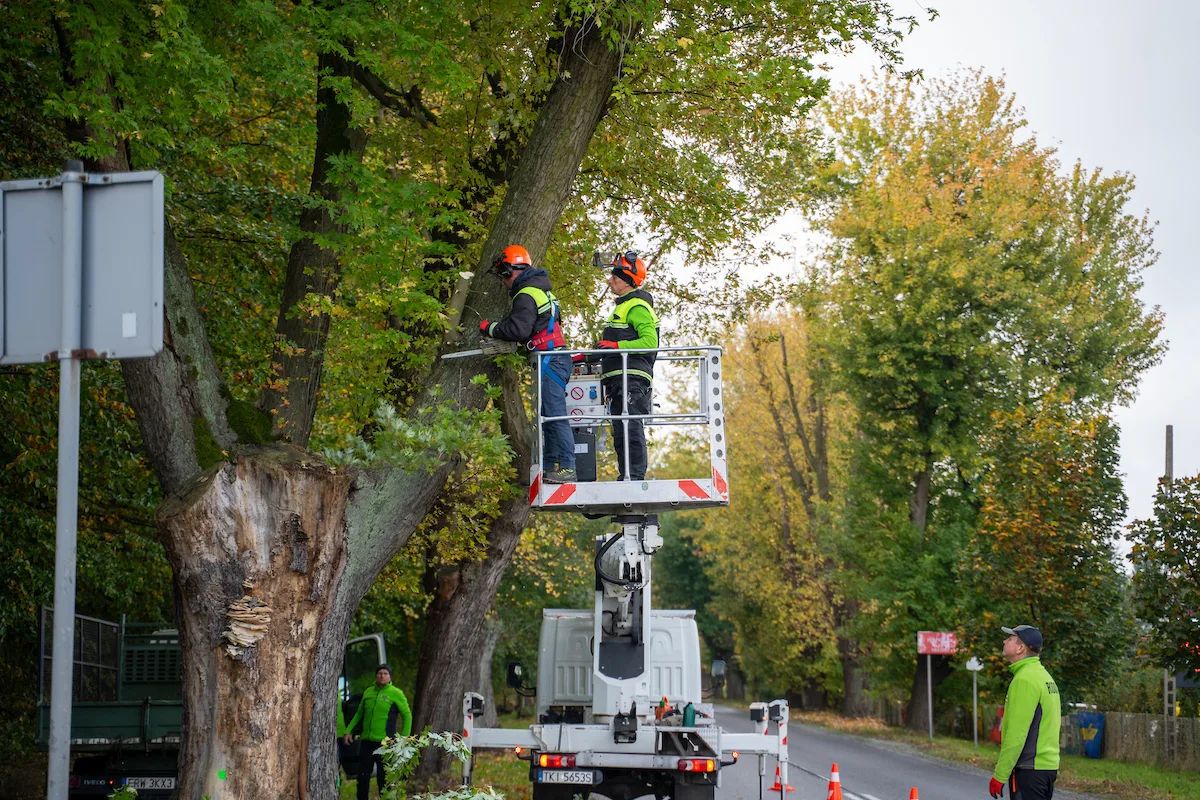 85 klonów na Trakcie Strykowskim do pielęgnacji. Ruszają prace – zdjęcie 4