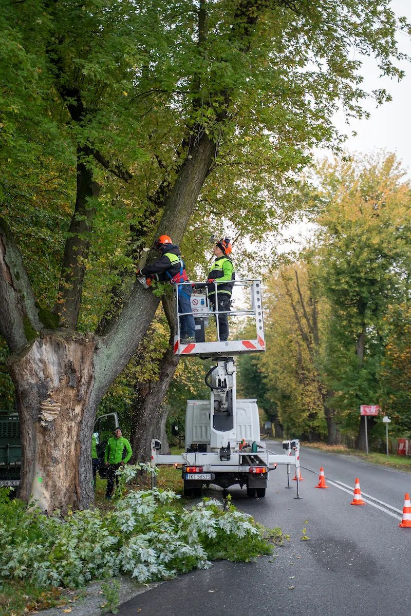 85 klonów na Trakcie Strykowskim do pielęgnacji. Ruszają prace – zdjęcie 6