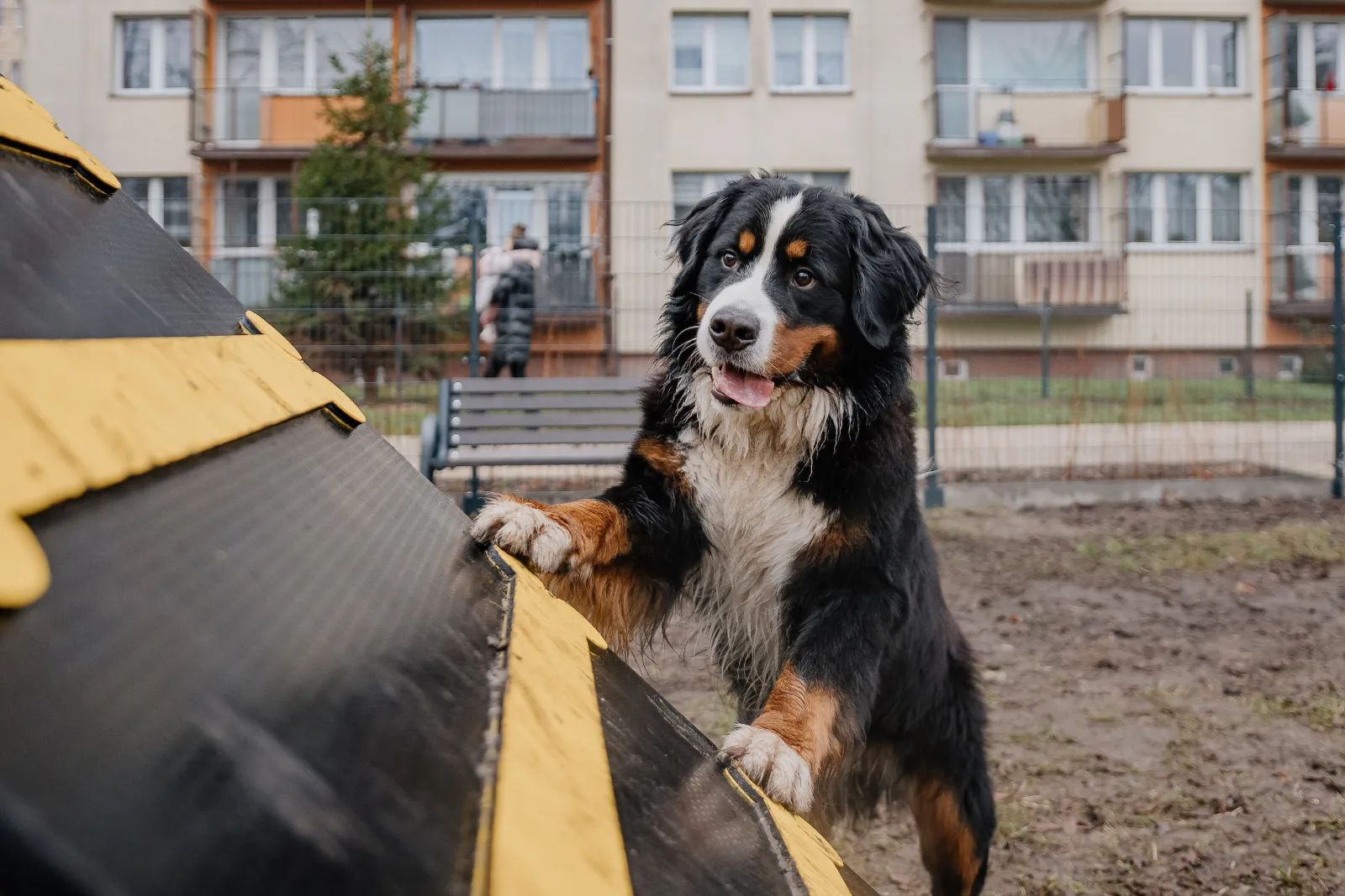 Trzy psie parki w Łodzi już działają. Czwarty powstaje na Chojnach – zdjęcie 3