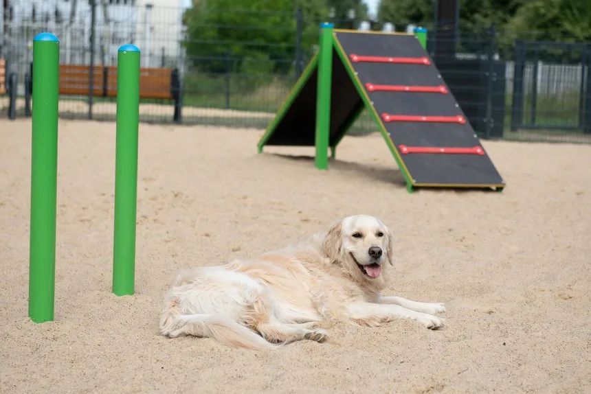 Nowy psi park i 3,1 mln zł dla zwierząt. Co zmieni ŁBO w Łodzi – zdjęcie 3