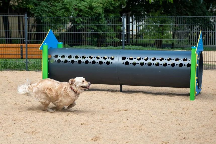 Nowy psi park i 3,1 mln zł dla zwierząt. Co zmieni ŁBO w Łodzi – zdjęcie 1