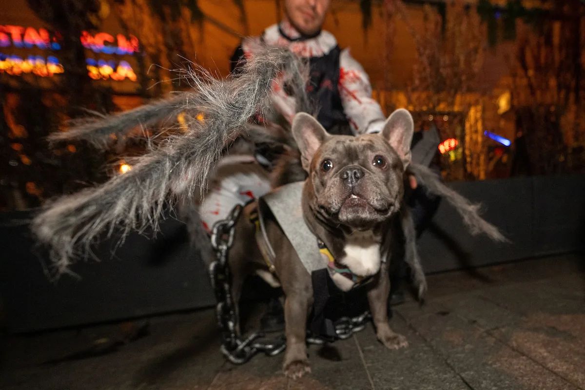 Halloweenowa Parada w Łodzi. Upiory ruszą Piotrkowską po nagrody – zdjęcie 1