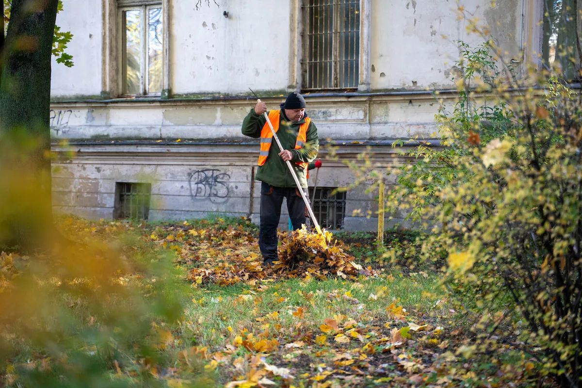 Łódź nie sprząta wszystkich liści. Zostają dla jeży na zimę – zdjęcie 3