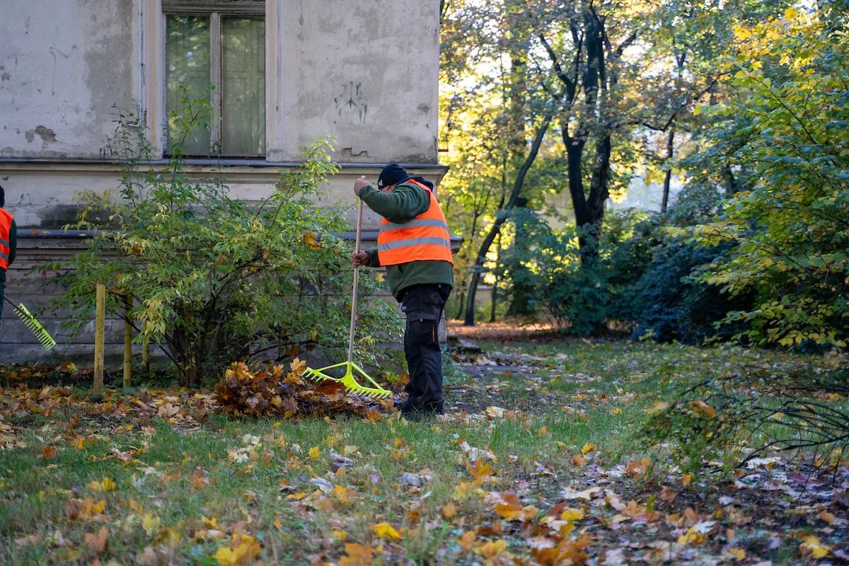Łódź nie sprząta wszystkich liści. Zostają dla jeży na zimę – zdjęcie 1