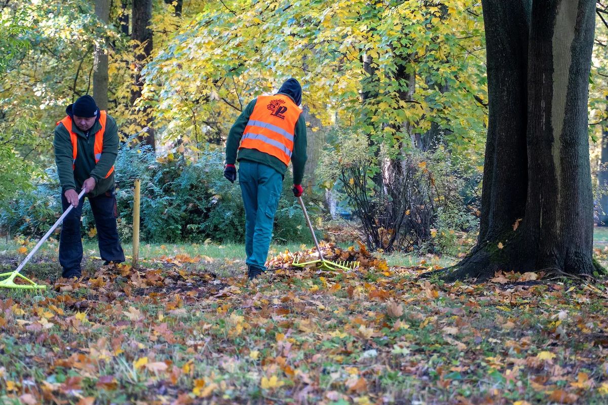 Łódź nie sprząta wszystkich liści. Zostają dla jeży na zimę – zdjęcie 5