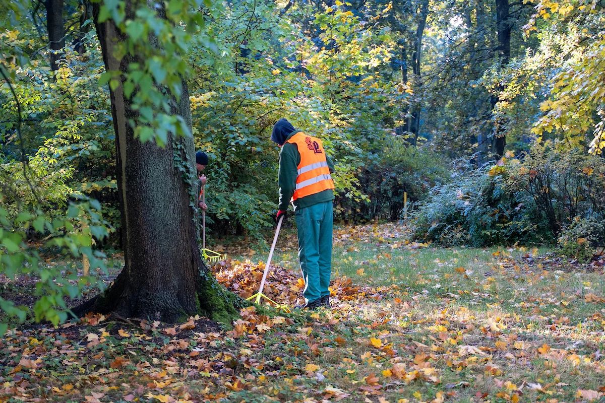 Łódź nie sprząta wszystkich liści. Zostają dla jeży na zimę – zdjęcie 6