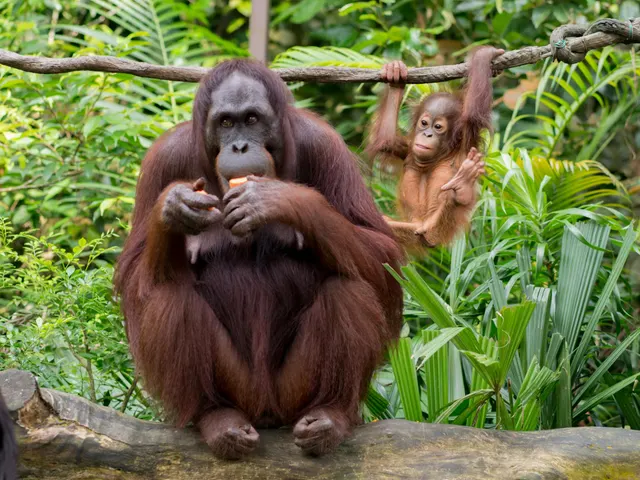 W Orientarium urodził się orangutan sumatrzański. Pierwszy taki w Polsce