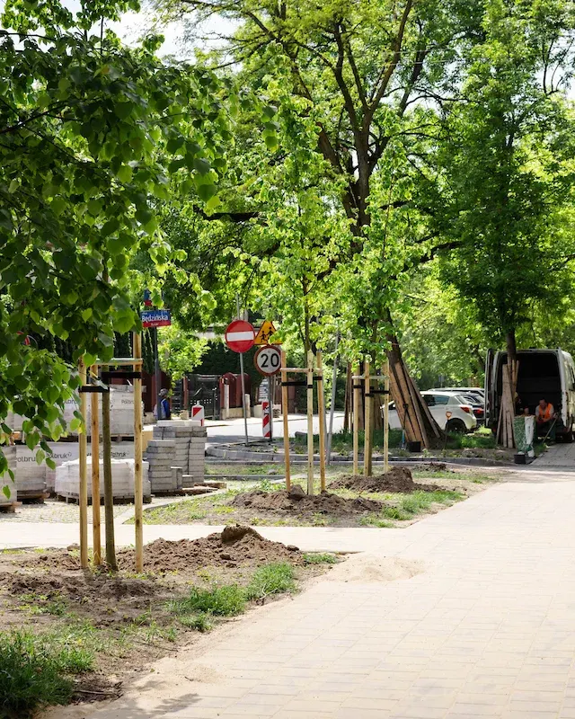 Łódź sadzi drzewa po remontach. Lista ulic jest długa