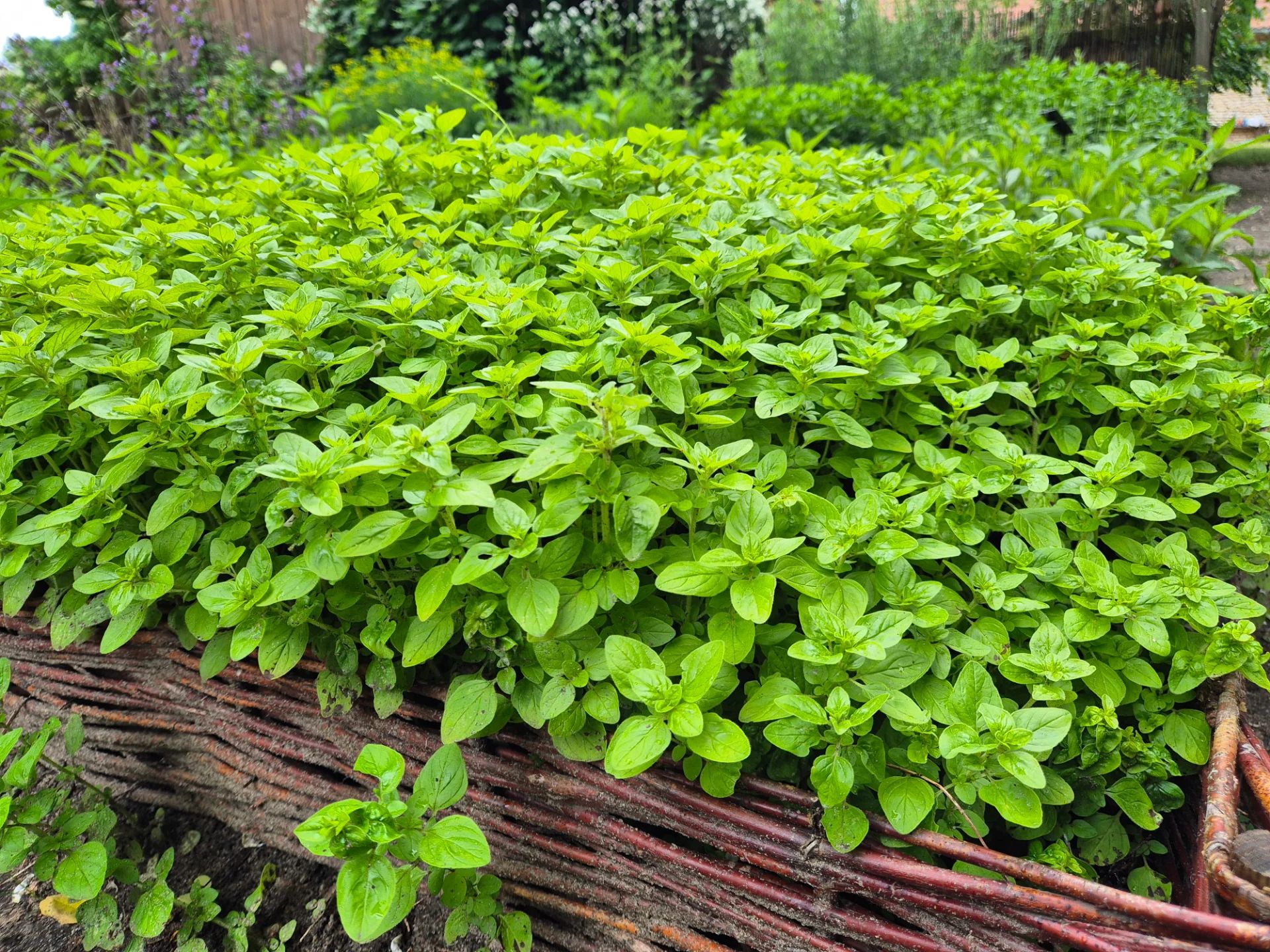Zioła w Ogrodzie Botanicznym. Będą warsztaty z praktyką