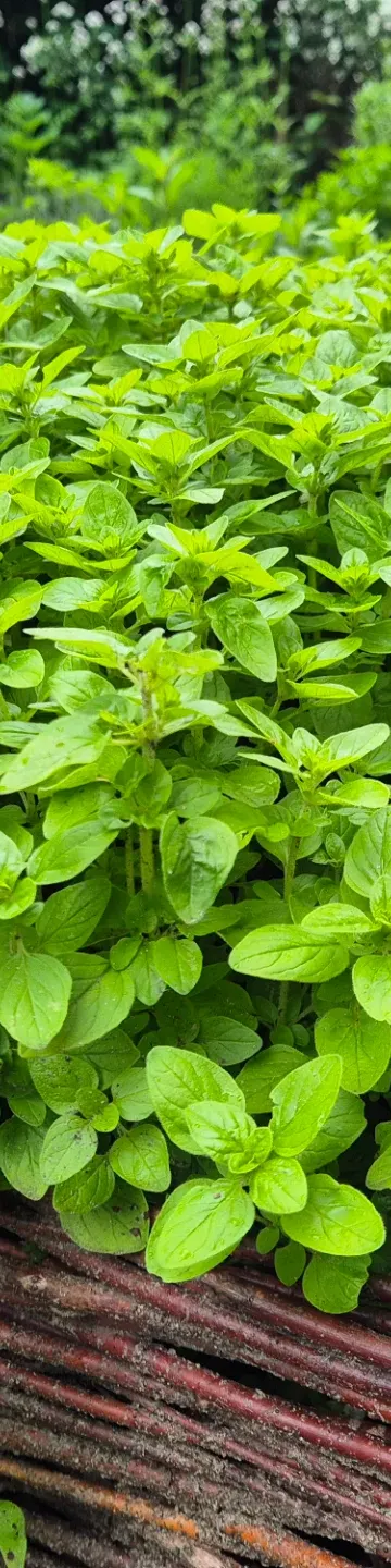 Zioła w Ogrodzie Botanicznym. Będą warsztaty z praktyką