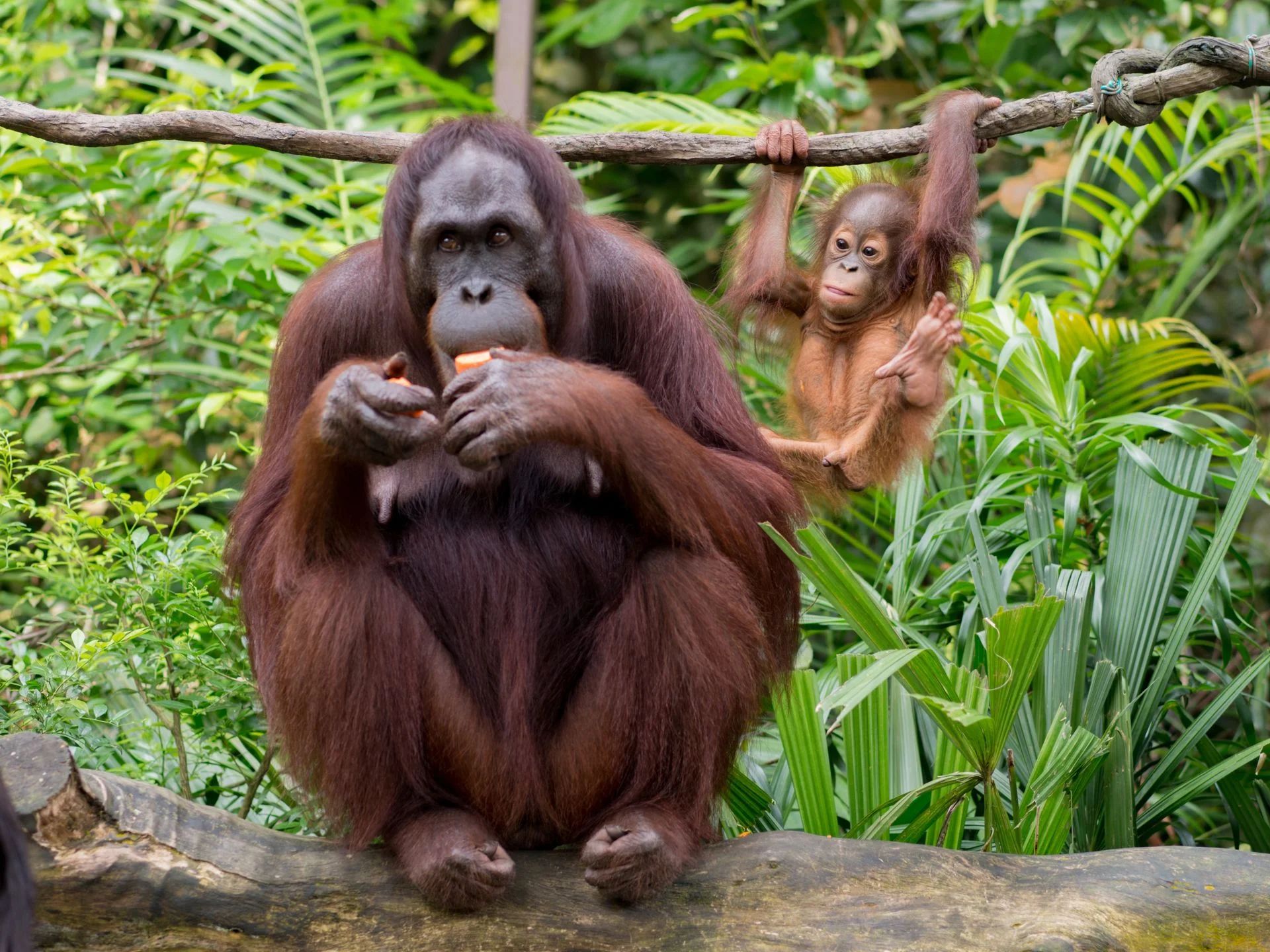 Orangutany wyjdą pod gołe niebo. Nowy wybieg w zoo