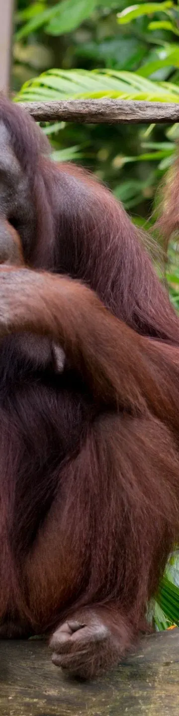 Orangutany wyjdą pod gołe niebo. Nowy wybieg w zoo