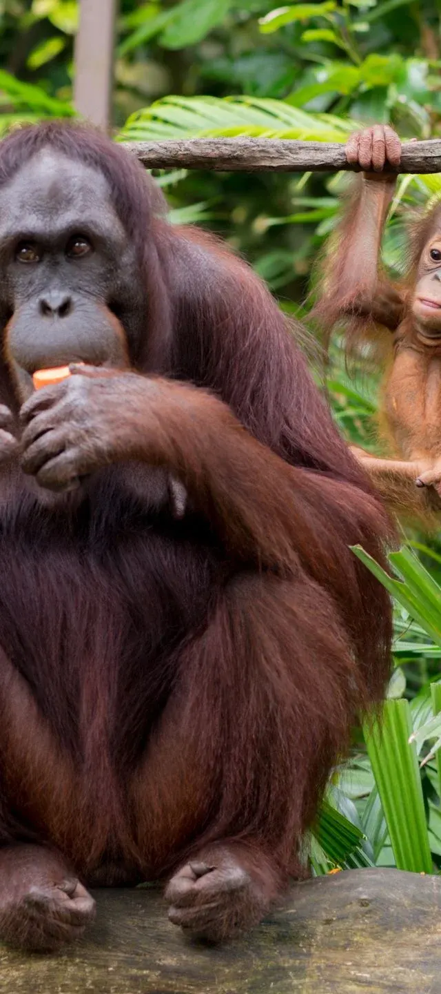 Orangutany wyjdą pod gołe niebo. Nowy wybieg w zoo