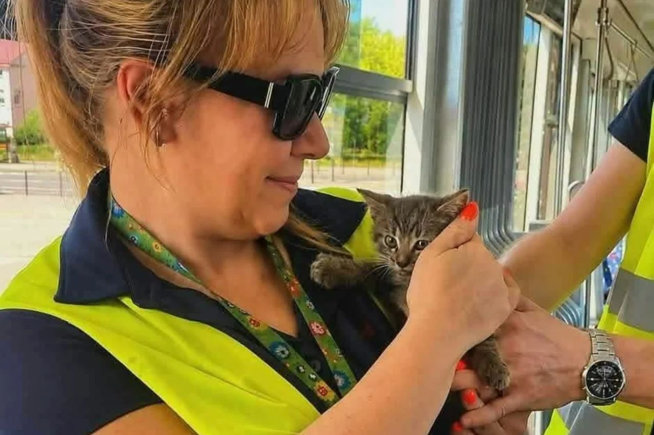 Mały kotek utknął pod tramwajem. Prowadząca ruszyła na ratunek