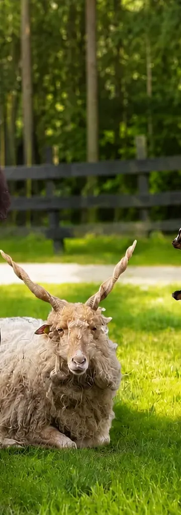 Kozy, owce i kucyk Czesia. Mini zoo w Łodzi ma nowych lokatorów