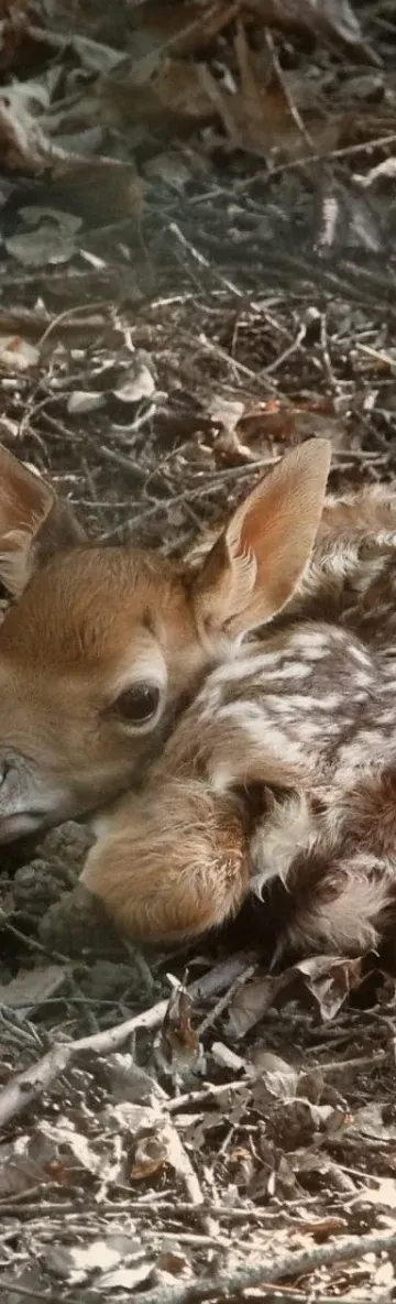 Piękny finał akcji w Łodzi. Uratowana łania została mamą