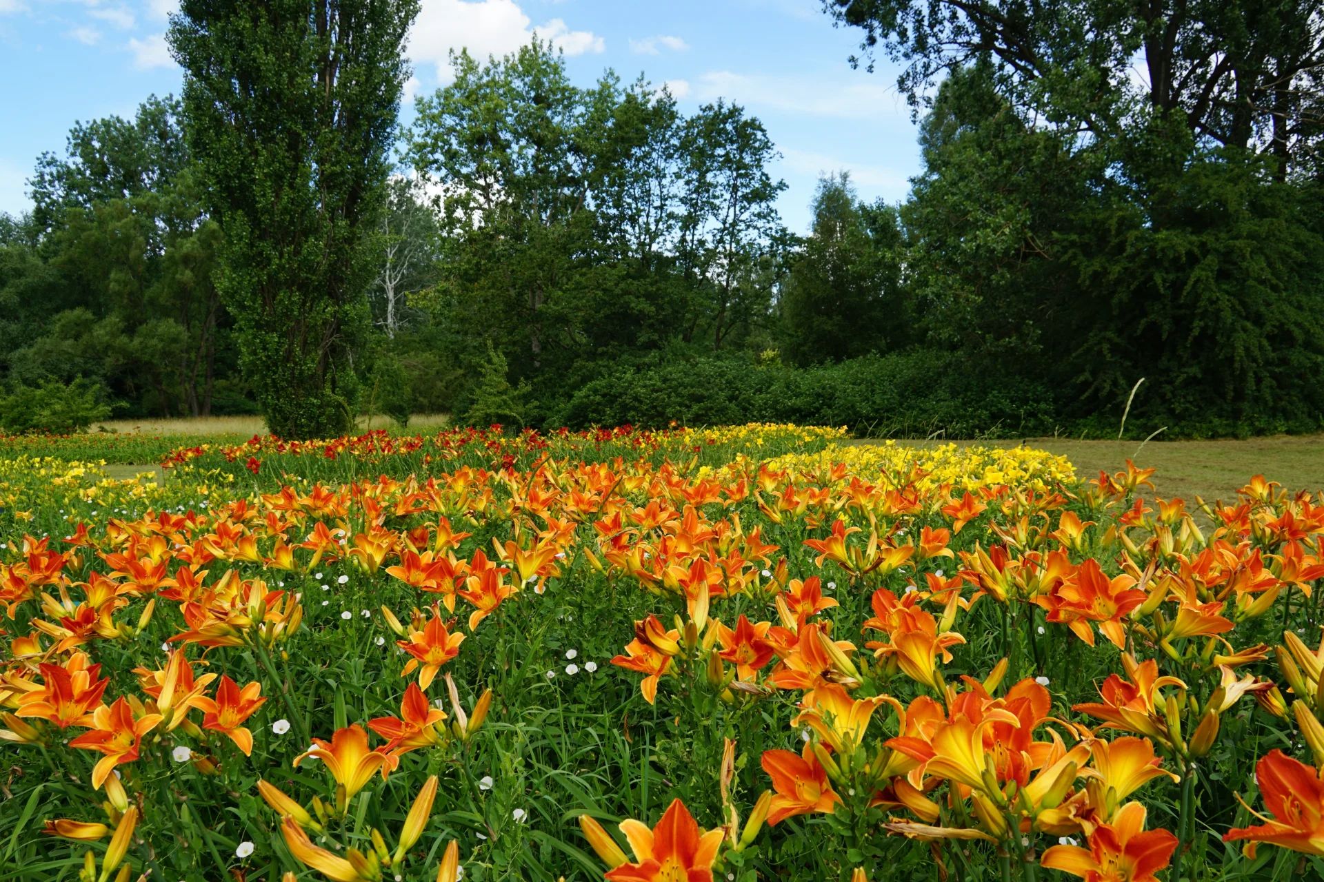 Ogród Botaniczny tonie w kwiatach. Zakwitło 16 tysięcy liliowców