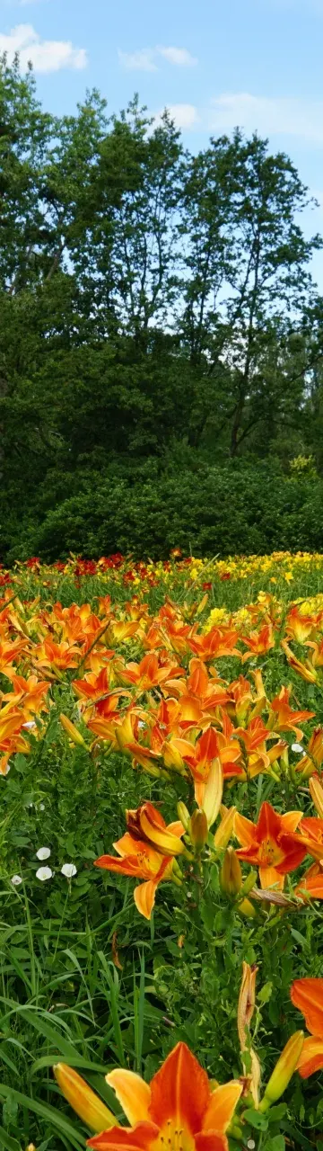 Ogród Botaniczny tonie w kwiatach. Zakwitło 16 tysięcy liliowców