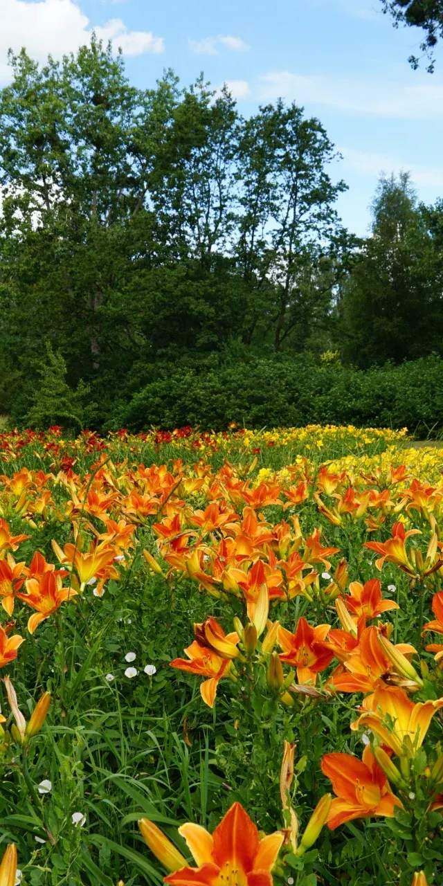 Ogród Botaniczny tonie w kwiatach. Zakwitło 16 tysięcy liliowców