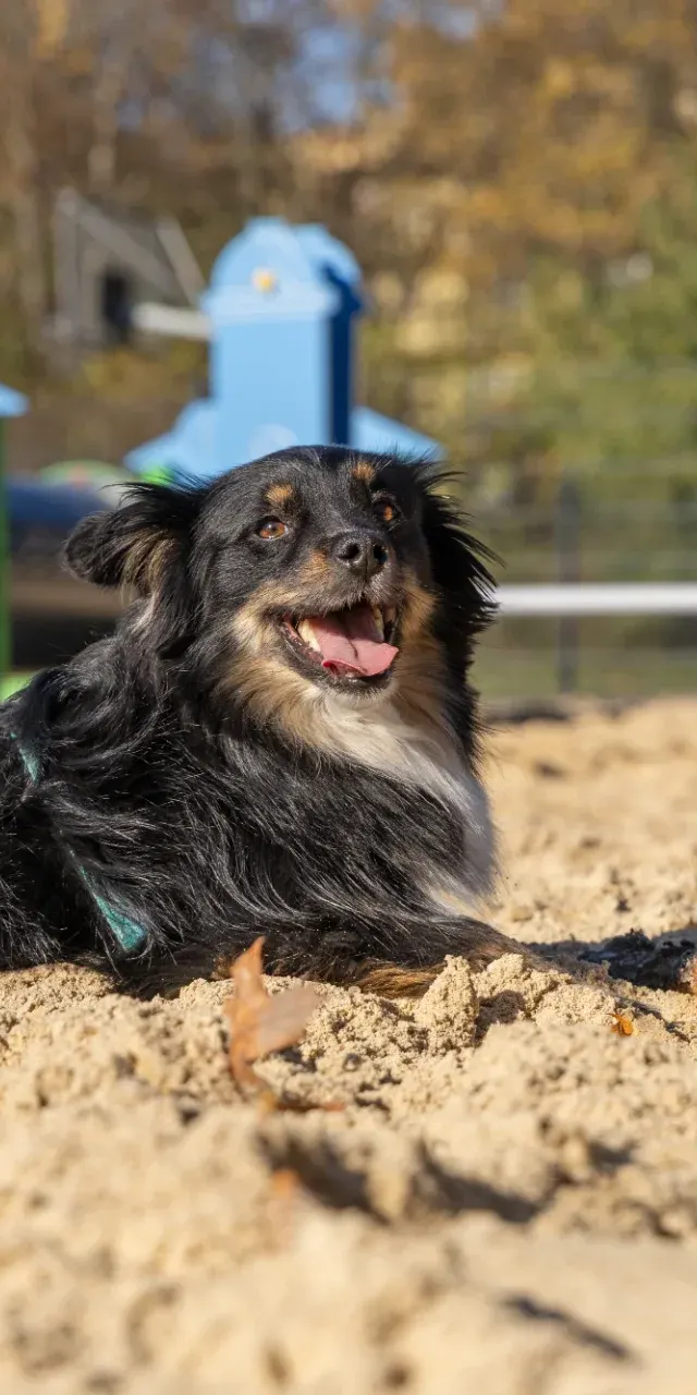 Psi raj na Chojnach? Powstanie ŁaPark z dwiema strefami