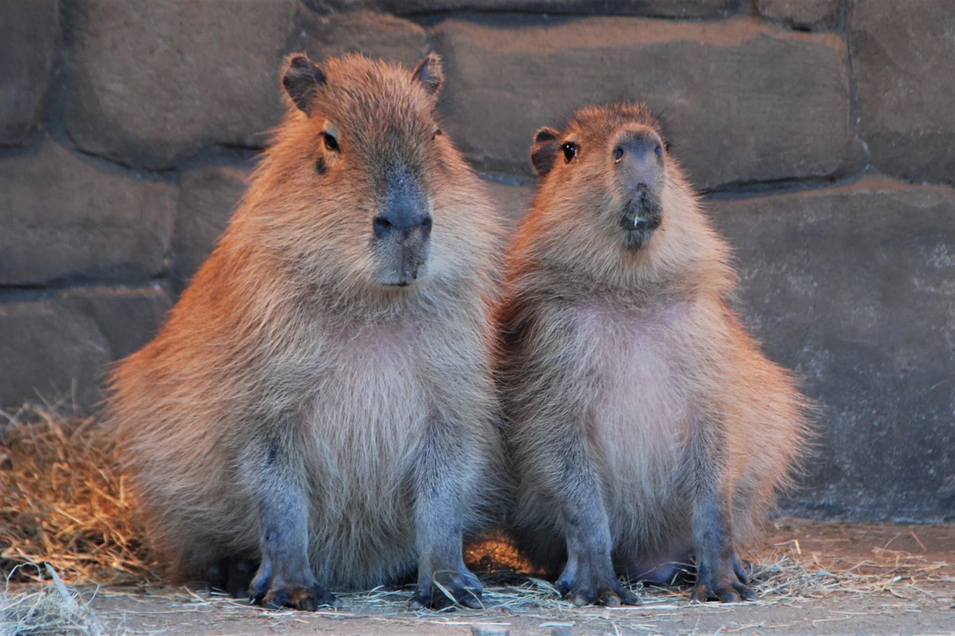 Fani kapibar znów opanują łódzkie zoo. Zlot wraca po roku