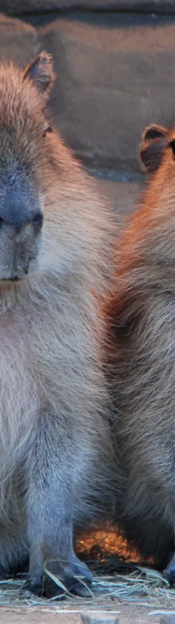 Fani kapibar znów opanują łódzkie zoo. Zlot wraca po roku