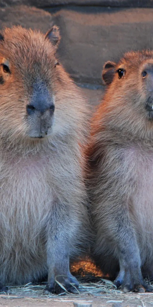 Fani kapibar znów opanują łódzkie zoo. Zlot wraca po roku