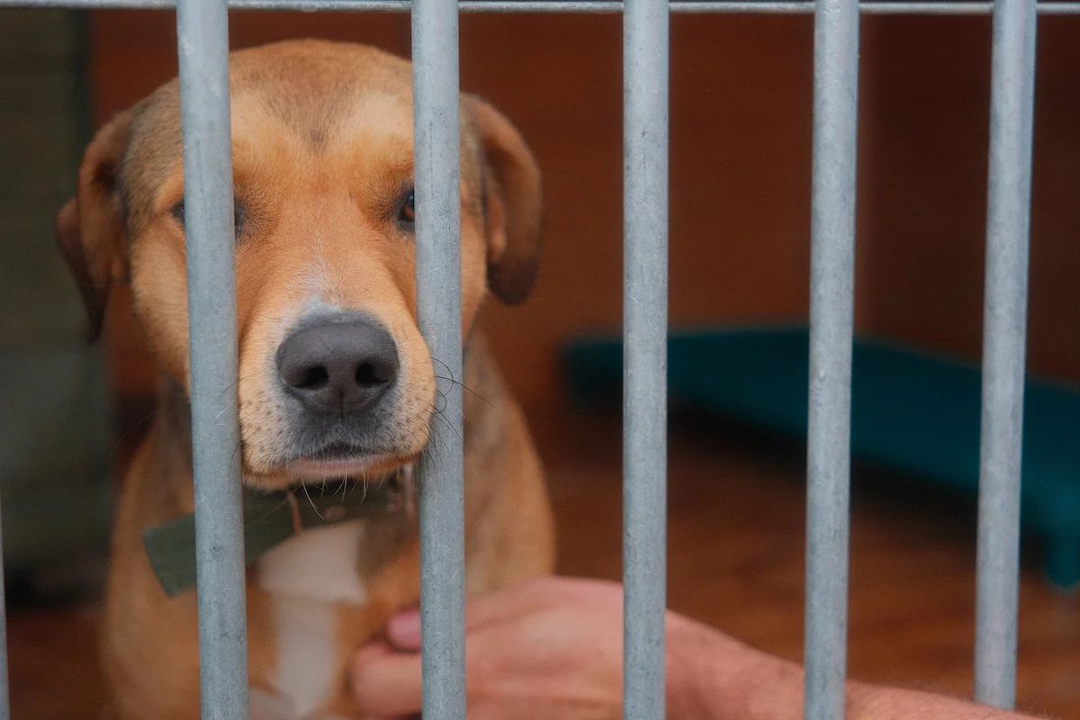 291 adopcji w łódzkim schronisku. Migawka i Natan mają domy