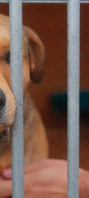 291 adopcji w łódzkim schronisku. Migawka i Natan mają domy