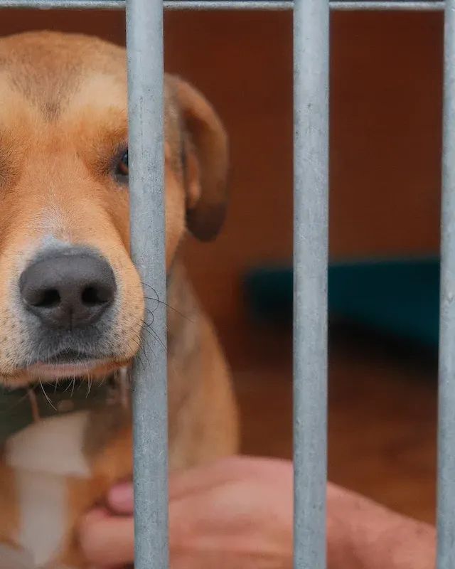 291 adopcji w łódzkim schronisku. Migawka i Natan mają domy