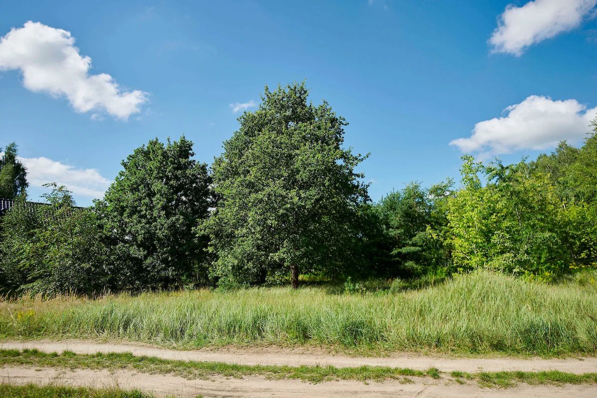 Park Podchorążych rośnie. Kolejne hektary pod ochroną