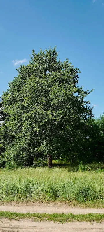 Park Podchorążych rośnie. Kolejne hektary pod ochroną