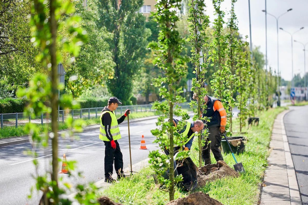 Ponad 1000 nowych drzew w Łodzi. Jesienne nasadzenia ruszyły