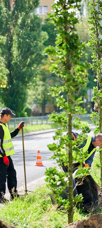 Ponad 1000 nowych drzew w Łodzi. Jesienne nasadzenia ruszyły