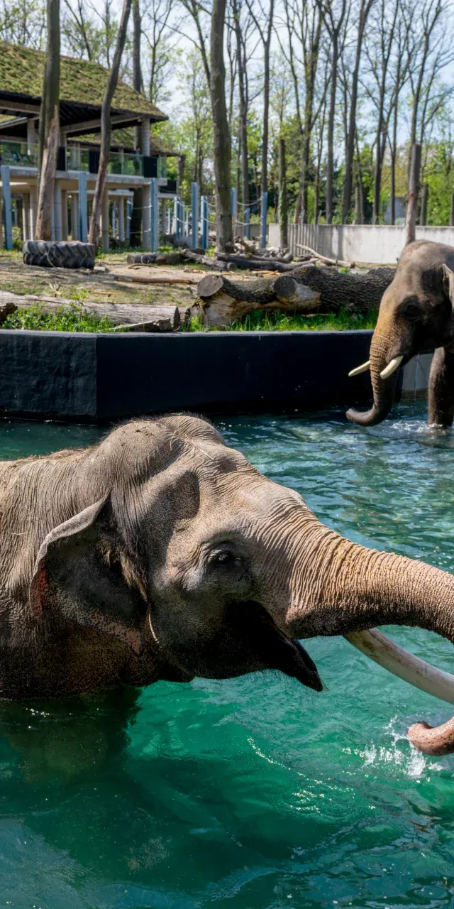 570 tys. gości w cztery miesiące. Orientarium poprawia wynik