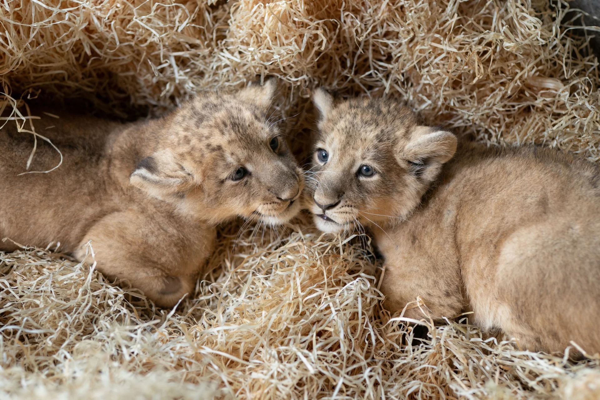 Łódzkie zoo czekało na to 21 lat. Urodziły się lwy azjatyckie