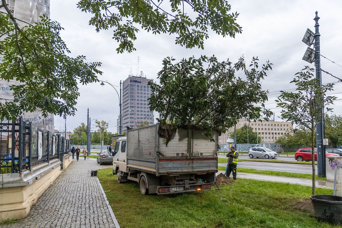 144 nowe drzewa przy trzech ulicach Łodzi. Trwa jesienna akcja