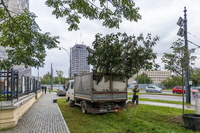 144 nowe drzewa przy trzech ulicach Łodzi. Trwa jesienna akcja