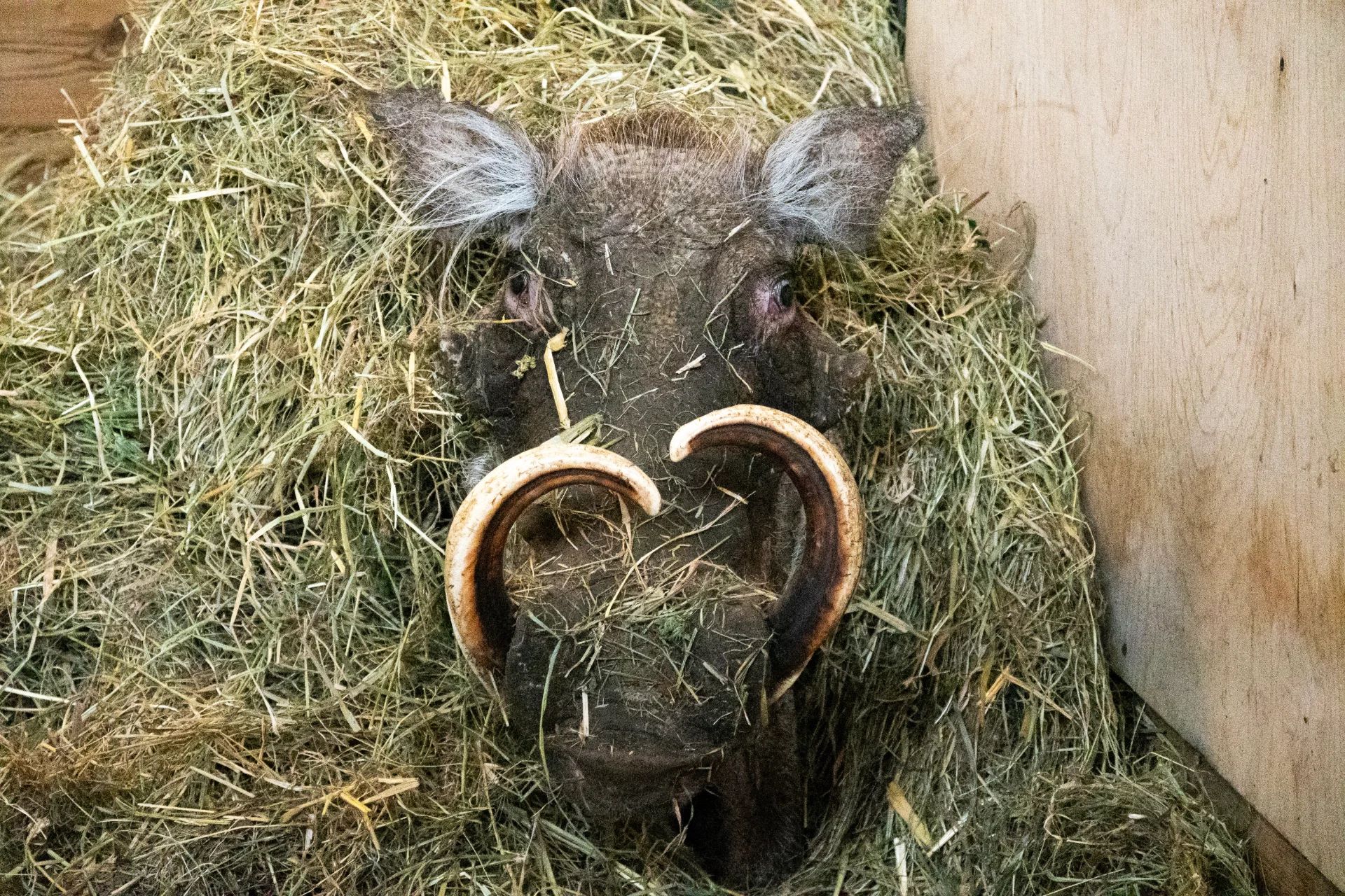 Afrykańska Sawanna rośnie w łódzkim ZOO. Guziec Ik już przyjechał