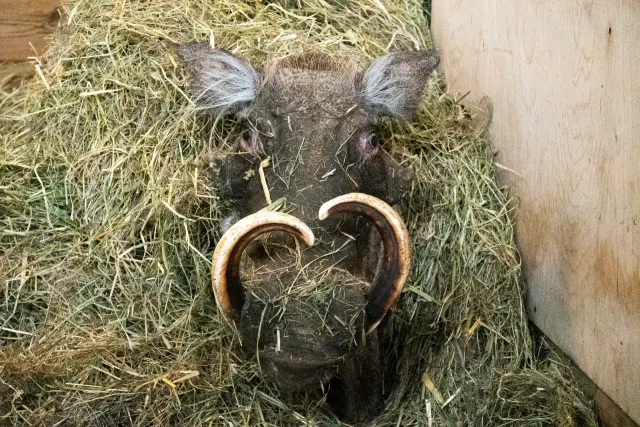 Afrykańska Sawanna rośnie w łódzkim ZOO. Guziec Ik już przyjechał