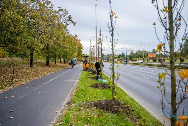120 nowych drzew na Włókniarzy. Znamy cały odcinek nasadzeń