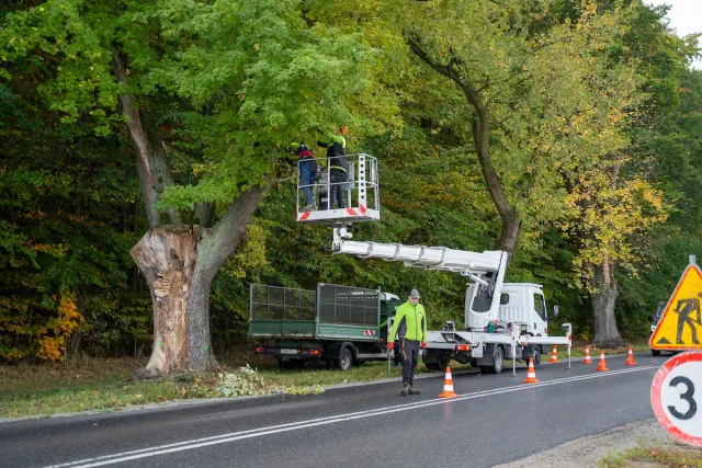 85 klonów na Trakcie Strykowskim do pielęgnacji. Ruszają prace