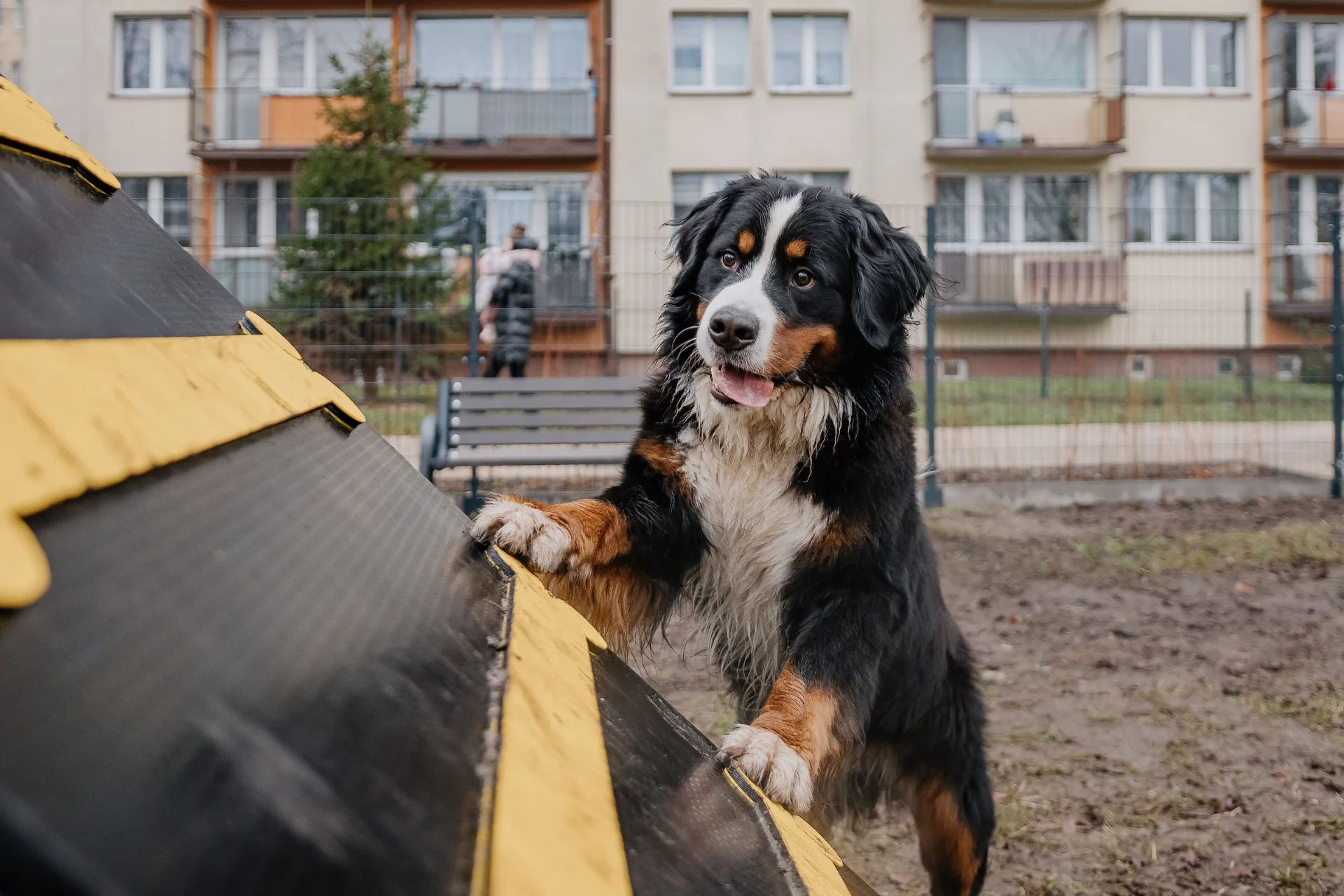 Trzy psie parki w Łodzi już działają. Czwarty powstaje na Chojnach